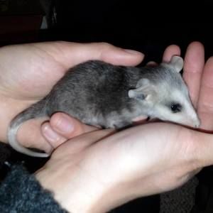 Meet your Posher, Constance